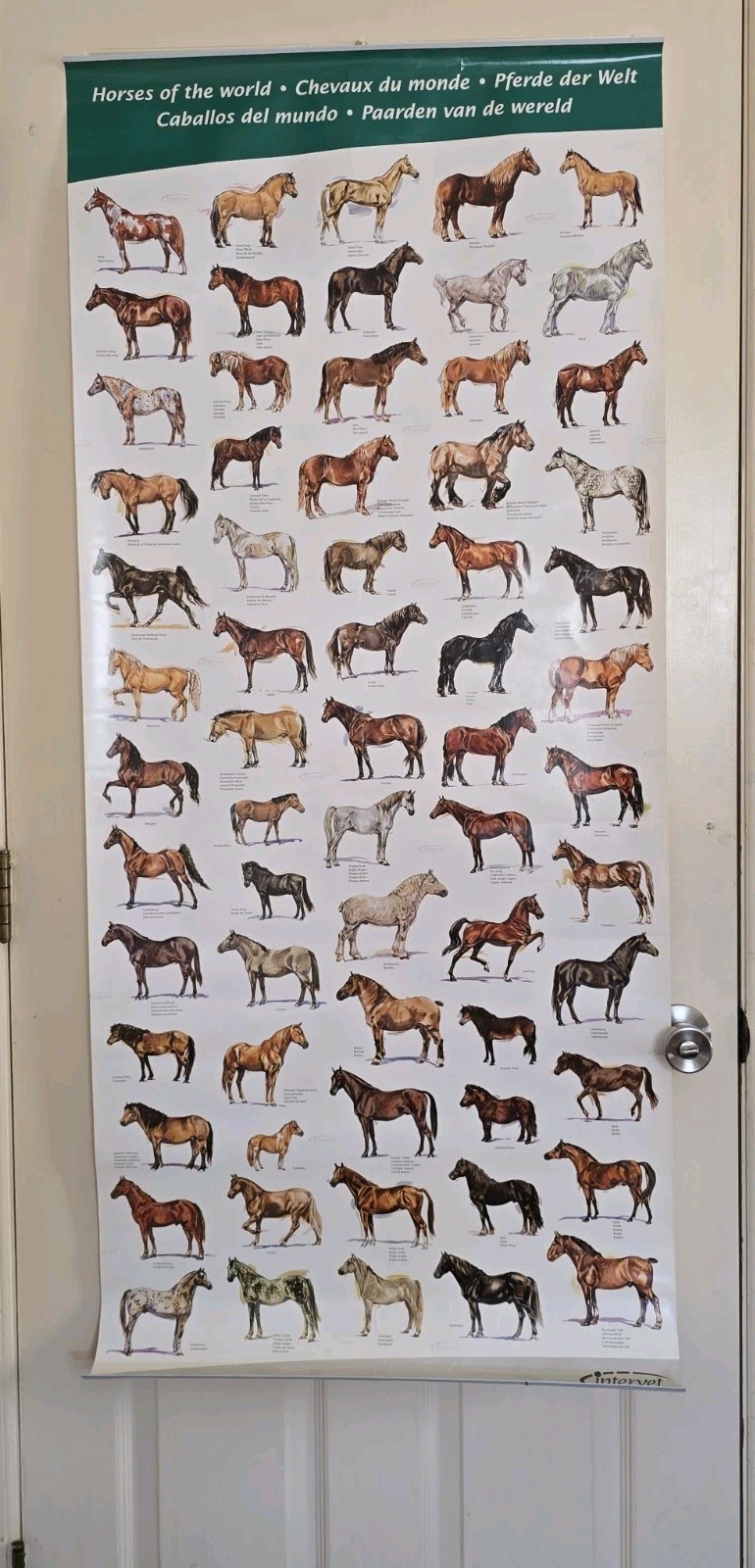 Vintage Intervet Horses of the World Poster Original 5×2 Foot Veterinary Promo