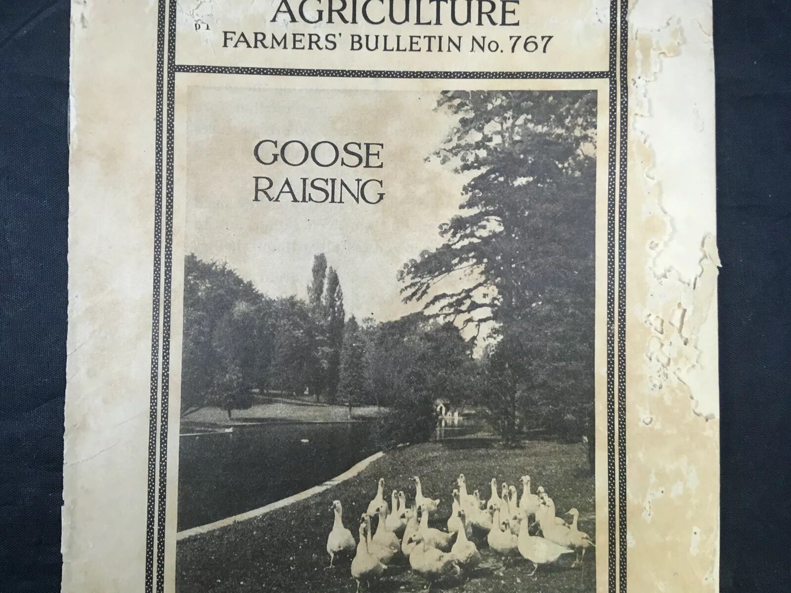 Goose Raising US Department of Agriculture Farmers Bulletin 767