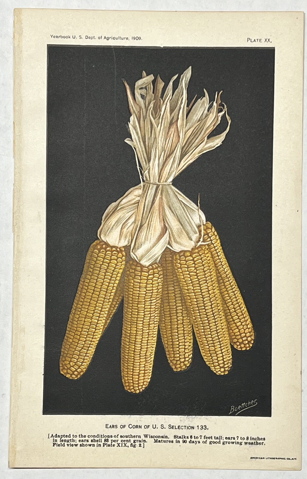 Original C1909 Wisconsin Corn Ears Print,US Dept of Agriculture,Vintage,Old