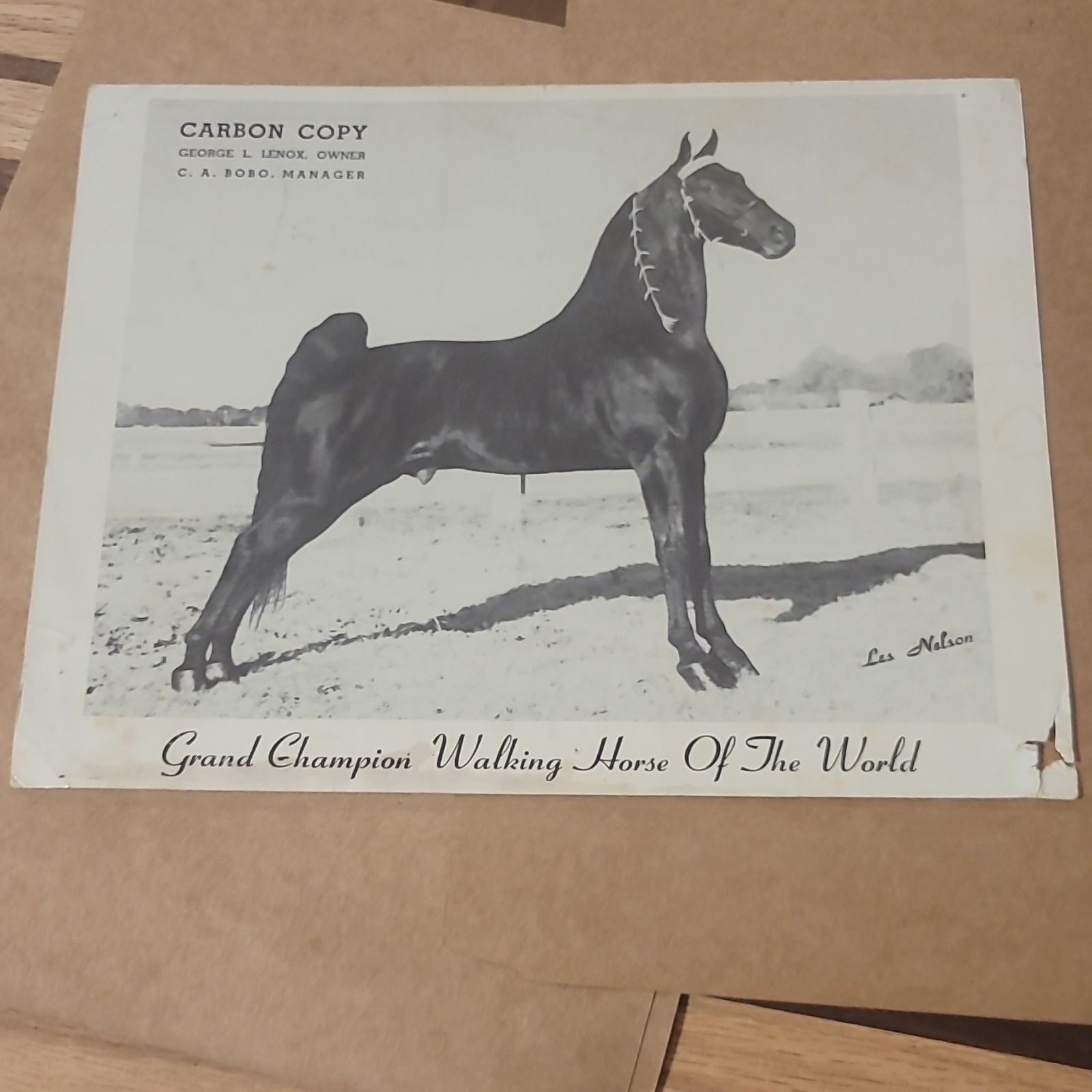 GLL Farms Carbon Copy Show Horse Breeding Brochure, Multicolor