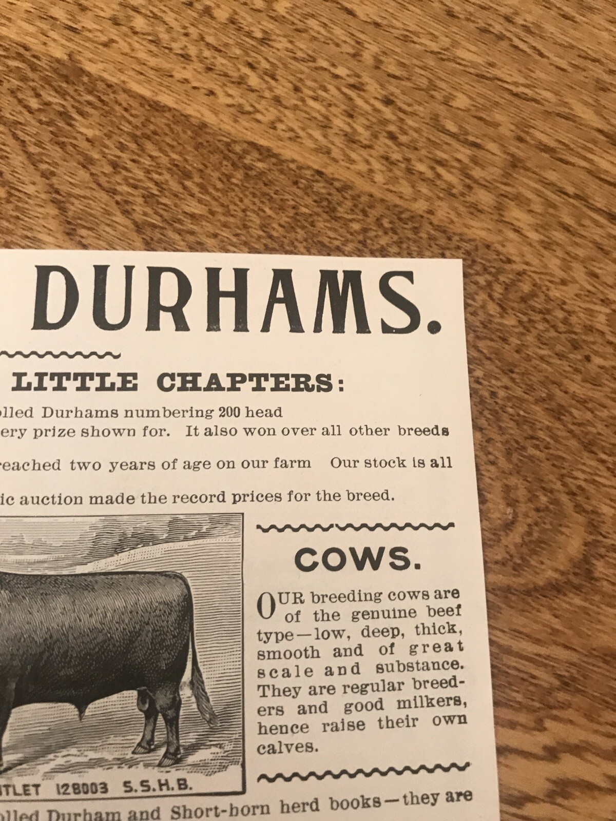 1903 J.H. Miller Cattle Cow Advertising – Peru – Indiana