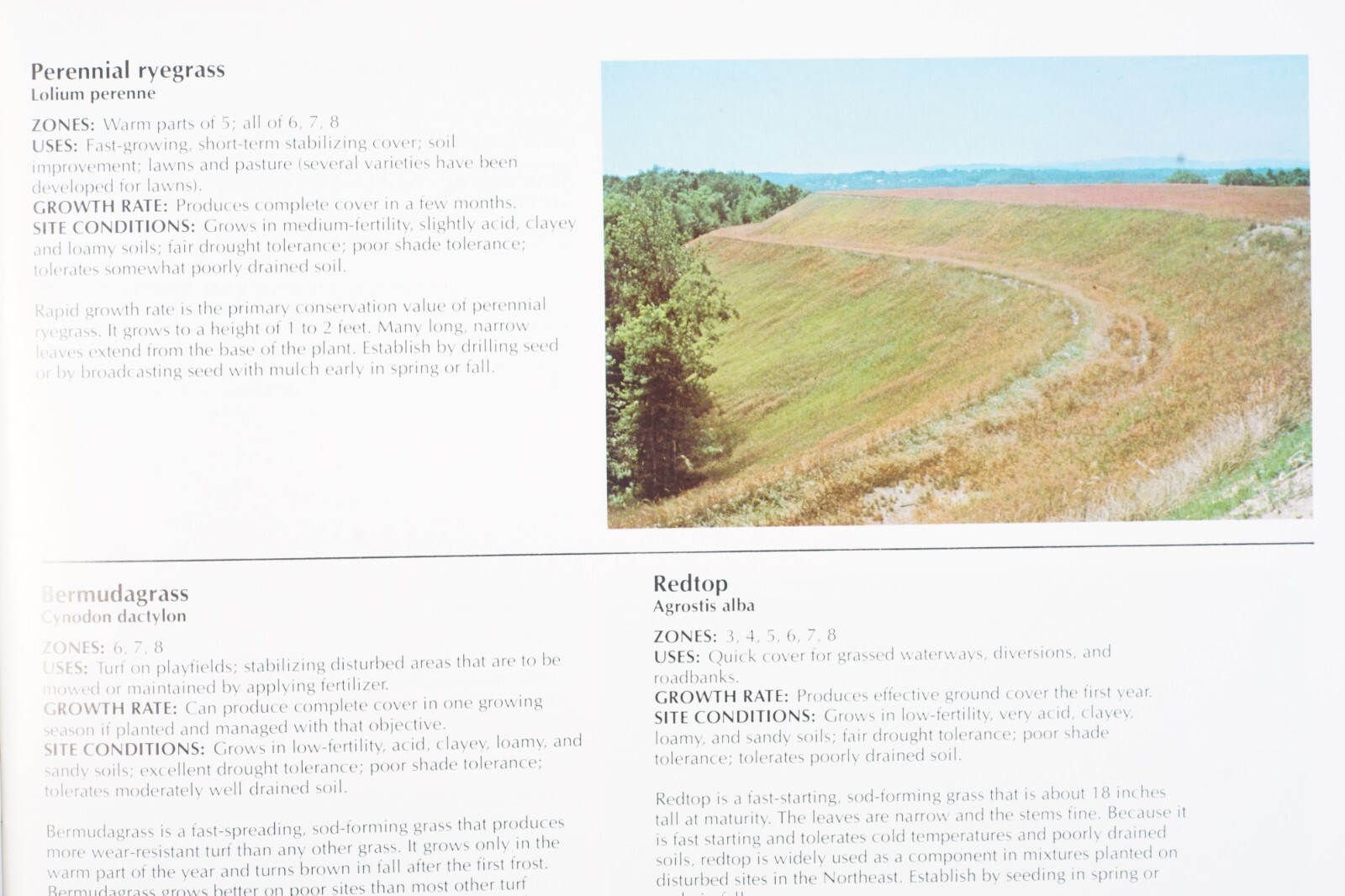 1977 USDA Conservation Plants for the Northeast Agricultural Brochure No. 1154
