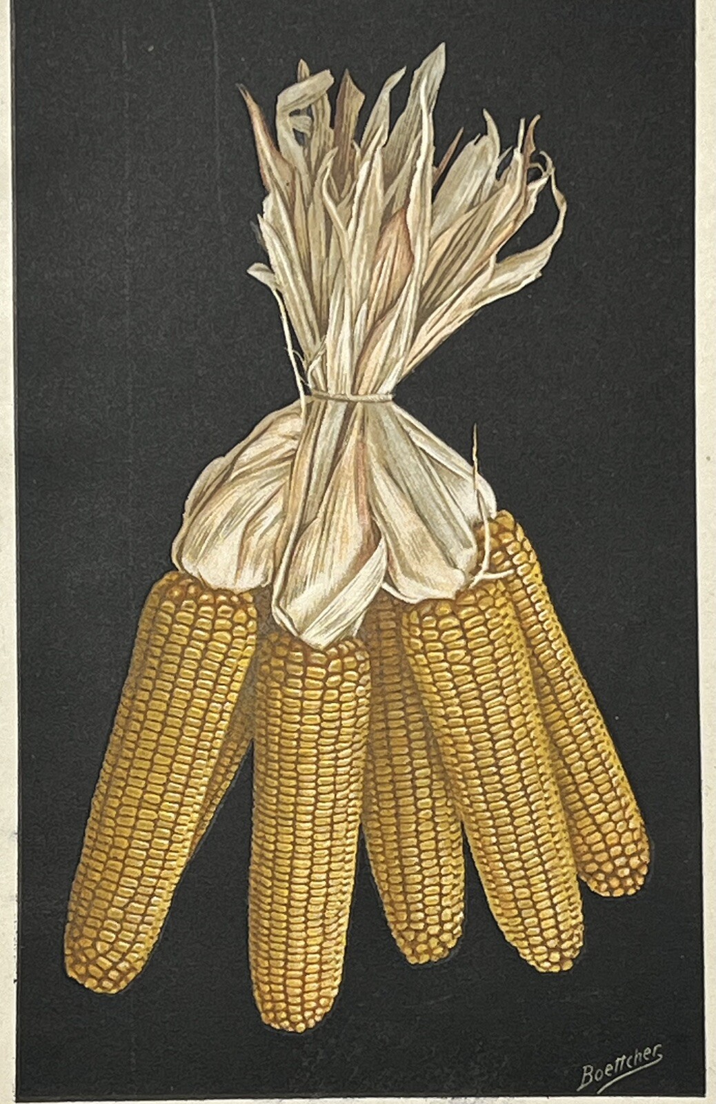 Original C1909 Wisconsin Corn Ears Print,US Dept of Agriculture,Vintage,Old