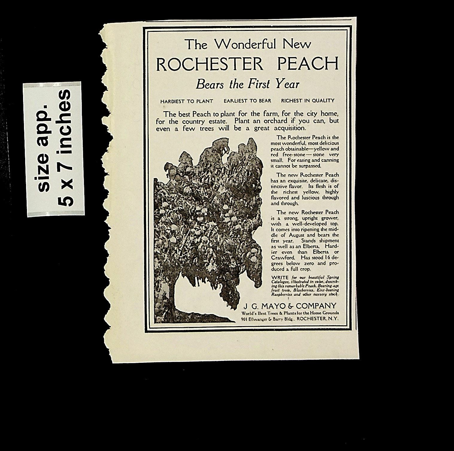 1921 Rochester Peach Plants J G Mayo Rochester NY Vintage Print Ad 14033