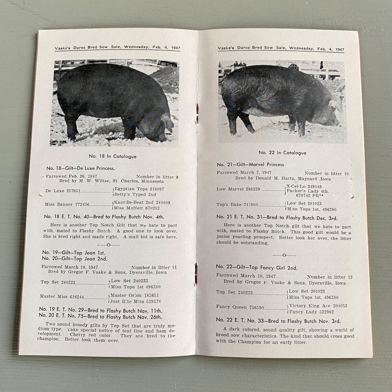 Vintage Duroc Bred Sow Hogs Pigs Sale Catalog Book Dyersville Iowa 1948 Farm Ag