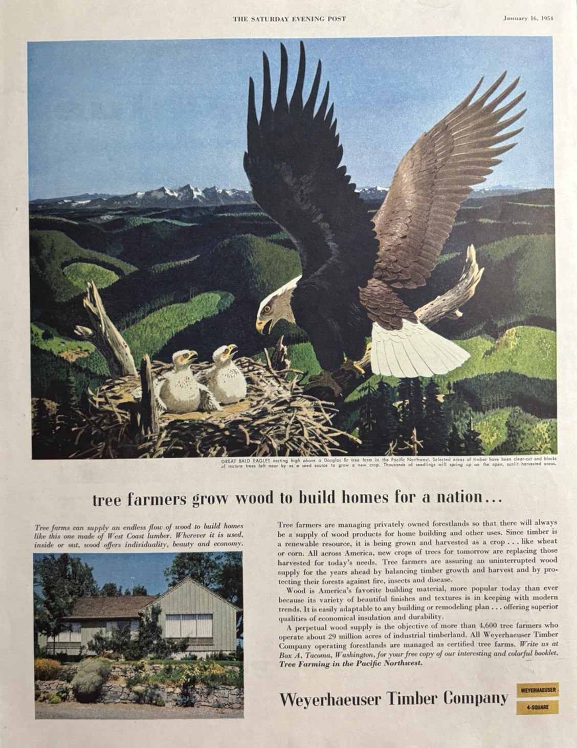 Weyerhaeuser Timber Company Tacoma Bald Eagles Douglas Fir Tree VTG Print Ad 195