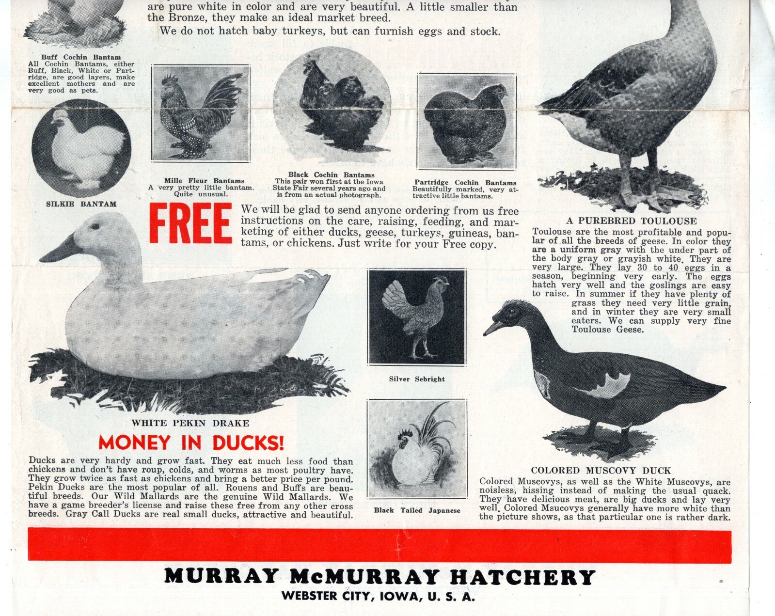 McMURRAY HATCHERY Ducks BANTAM Turkey 1940’s Catalog Brochure Webster City IA
