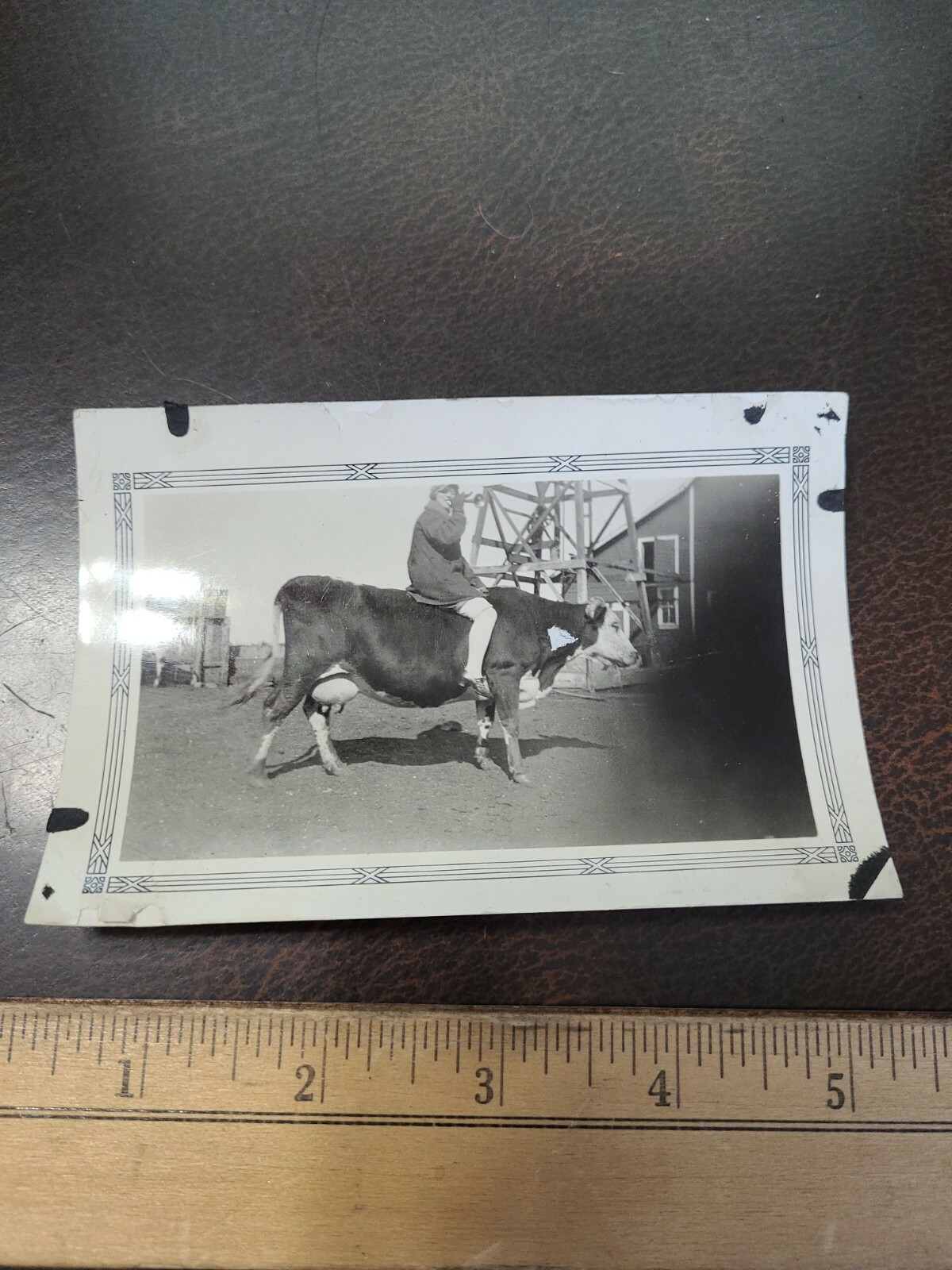 Vintage Early Photograph Early Farming Life Agriculture Farmer Riding Cow