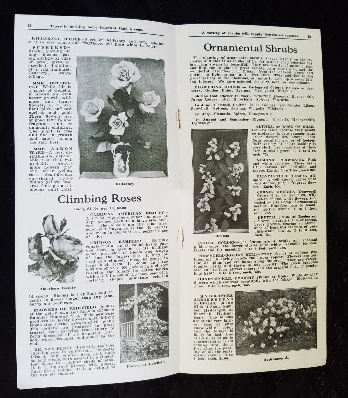 Old Advertising Catalog Page Valley Nurseries Kimball VA Bolen Trees Roses Shrub
