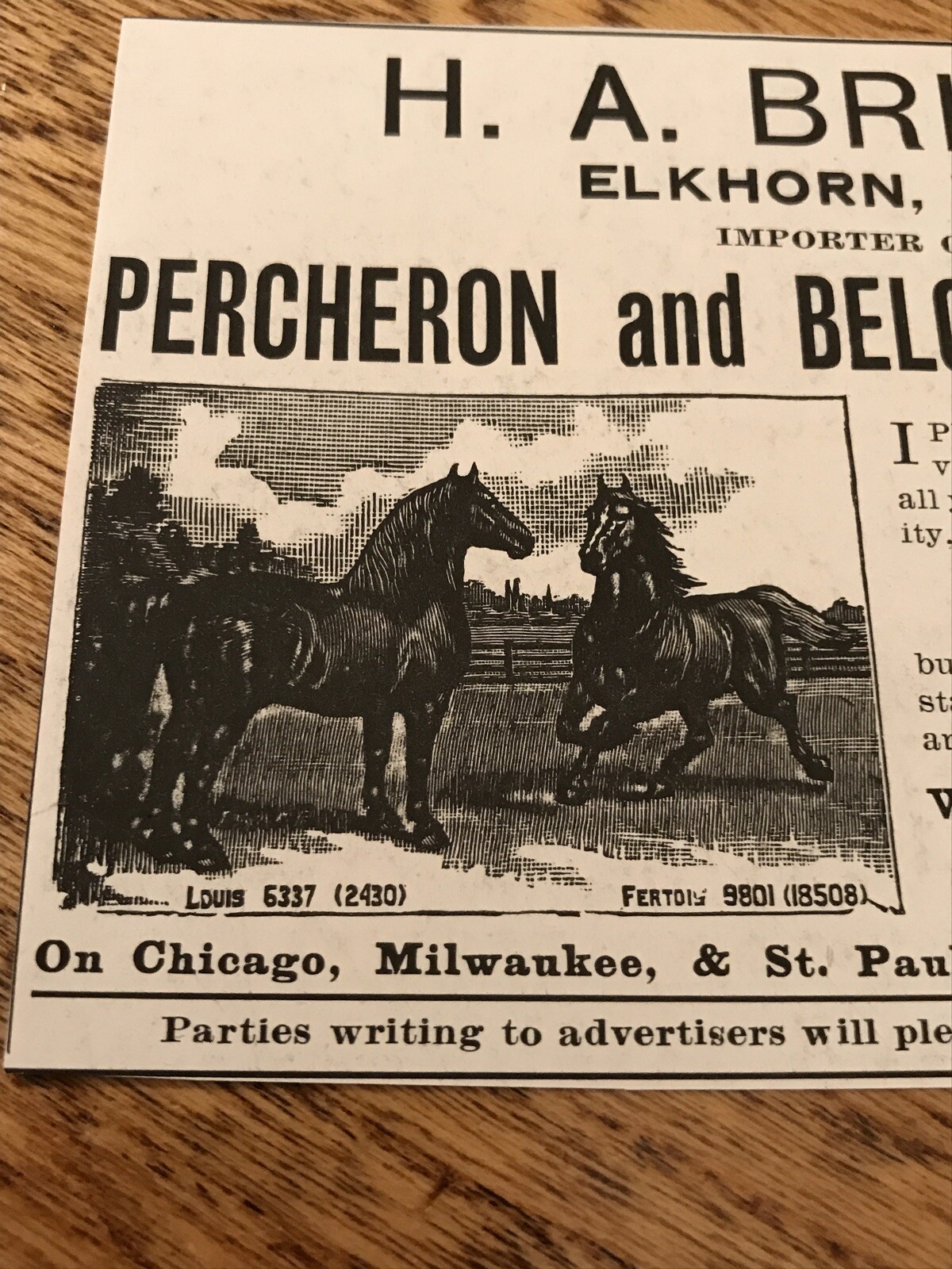 1903 H.A. Briggs Stallions Horse Advertising – Elkhorn – Wisconsin
