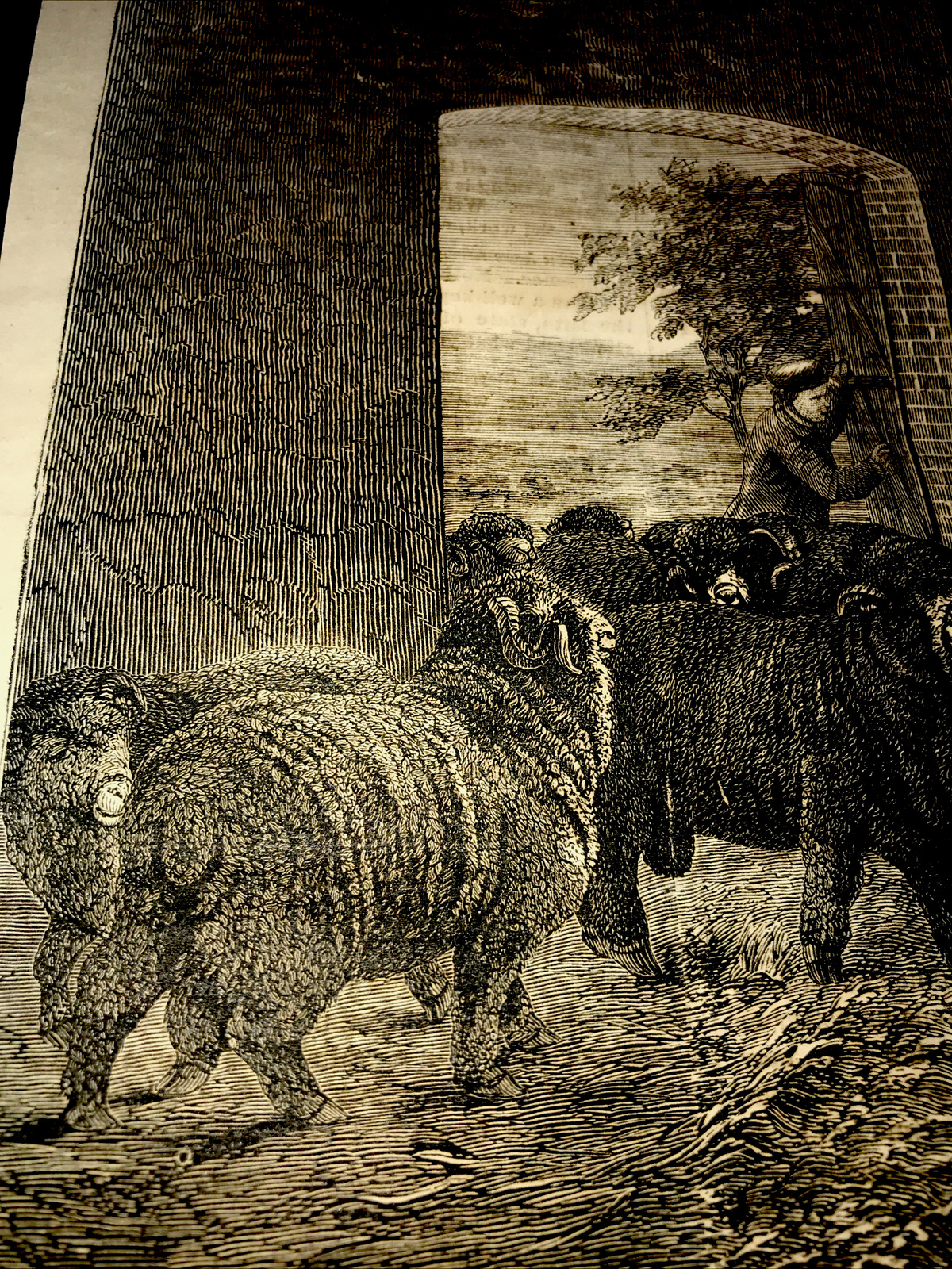 ORIGINAL 1872 Sheep Farm Engraving Advertising 8×12