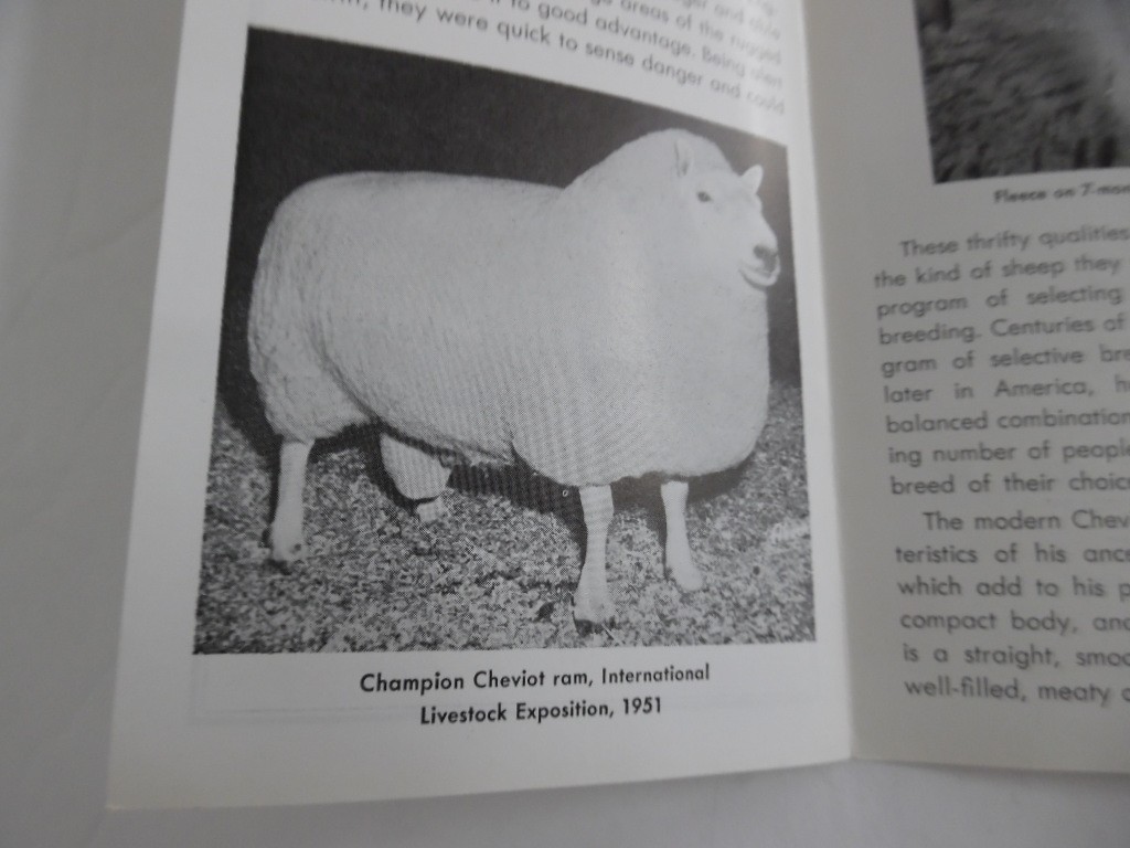 c.1952 American Cheviot Sheep Society Breed Brochure Livestock Vintage MINT RARE