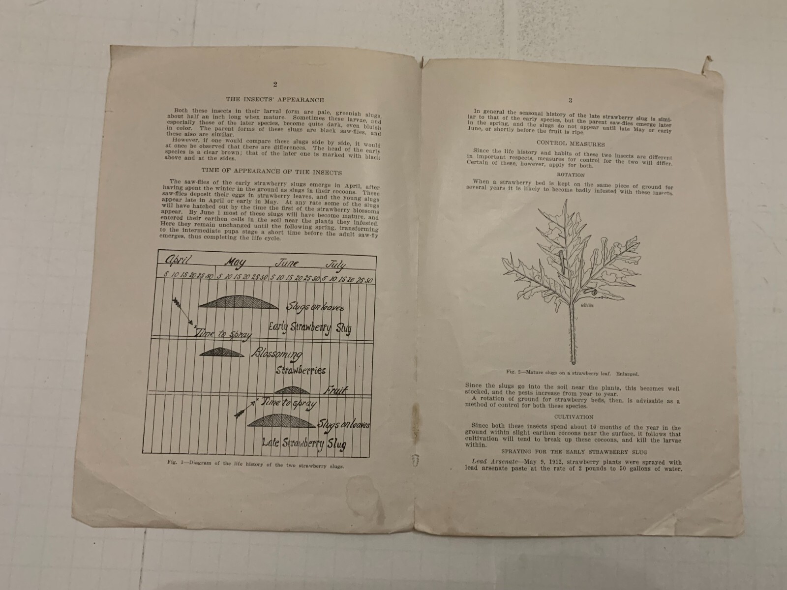 1915 Two Strawberry Slugs Booklet by Iowa State College Agriculture