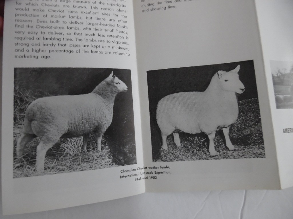 c.1952 American Cheviot Sheep Society Breed Brochure Livestock Vintage MINT RARE