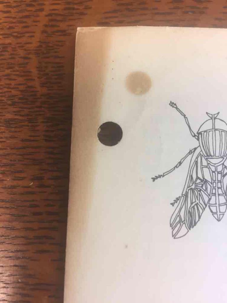 Vintage 1973 Corn Rootworm MSU Extension Service Insect & Pest Control 4 pg bklt