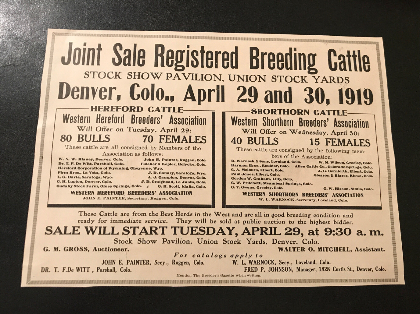 1919 Breeding Cattle Public Sale – Cow – Denver – Colorado
