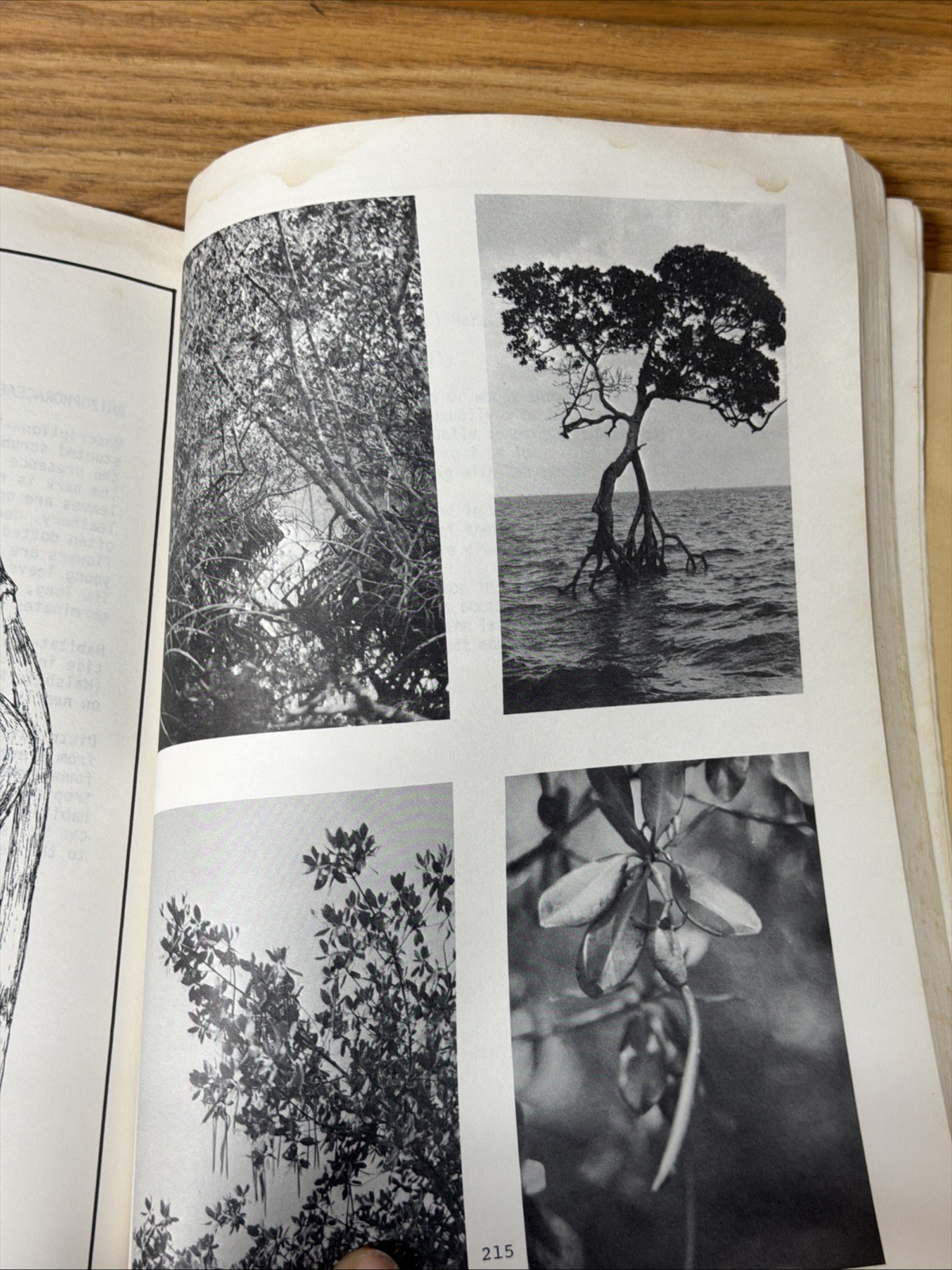1979 State Of FL Dept Of Environmental Regulation Guide To Wetland Plants Manual