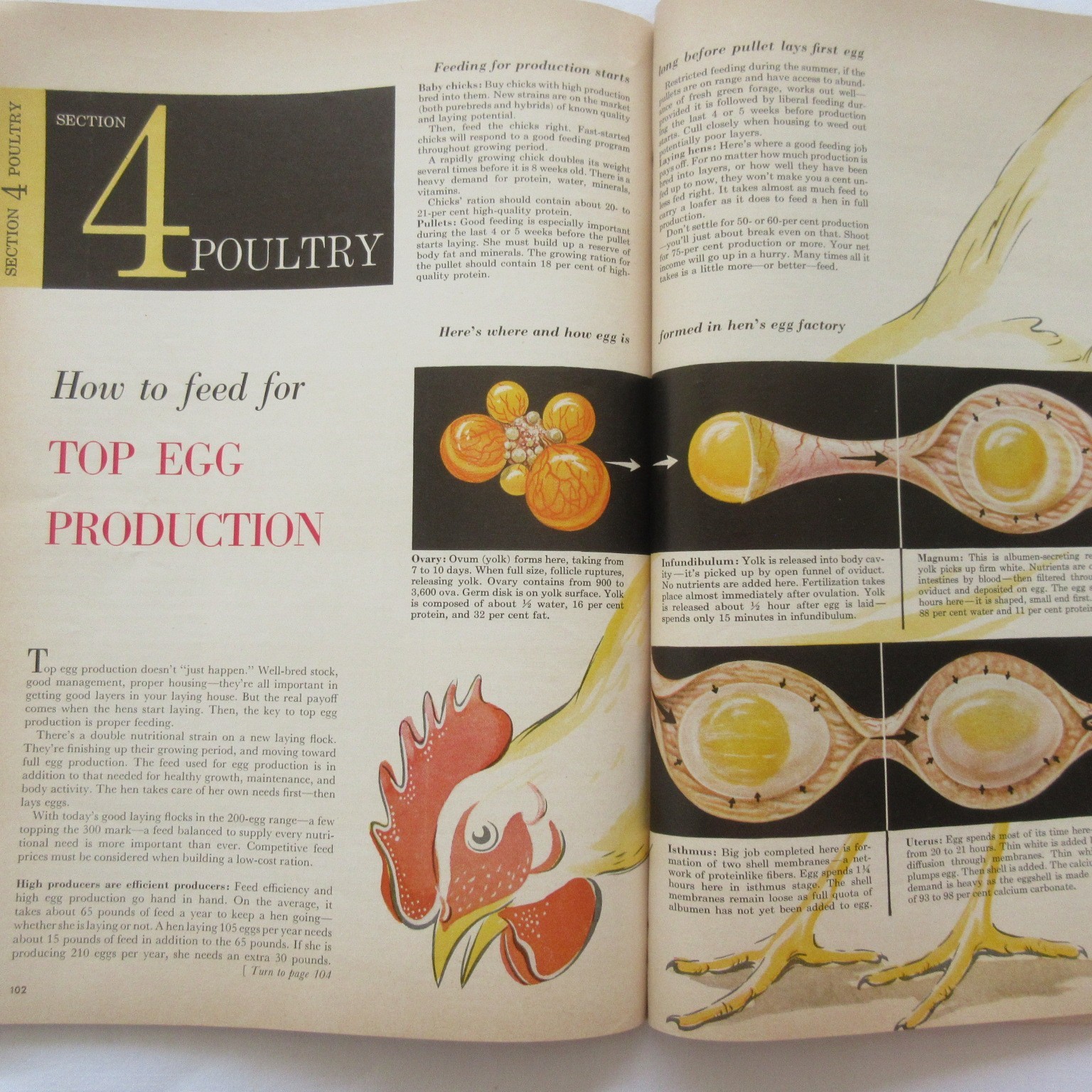 Vintage 1959 Successful Farming’s Livestock Book Beef Hogs Dairy Poultry Sheep