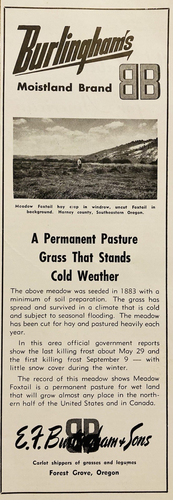 1950 AD.(XH83)~E.F. BURLINGHAM’S SONS CO. FOREST GROVE, OR. MEADOW FOXTAIL SEEDS