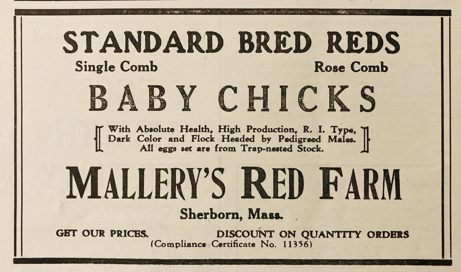 1934 AD.(XH82)~MALLERY’S RED FARM, SHERBORN, MASS. STANDARD BRED RED CHICKS