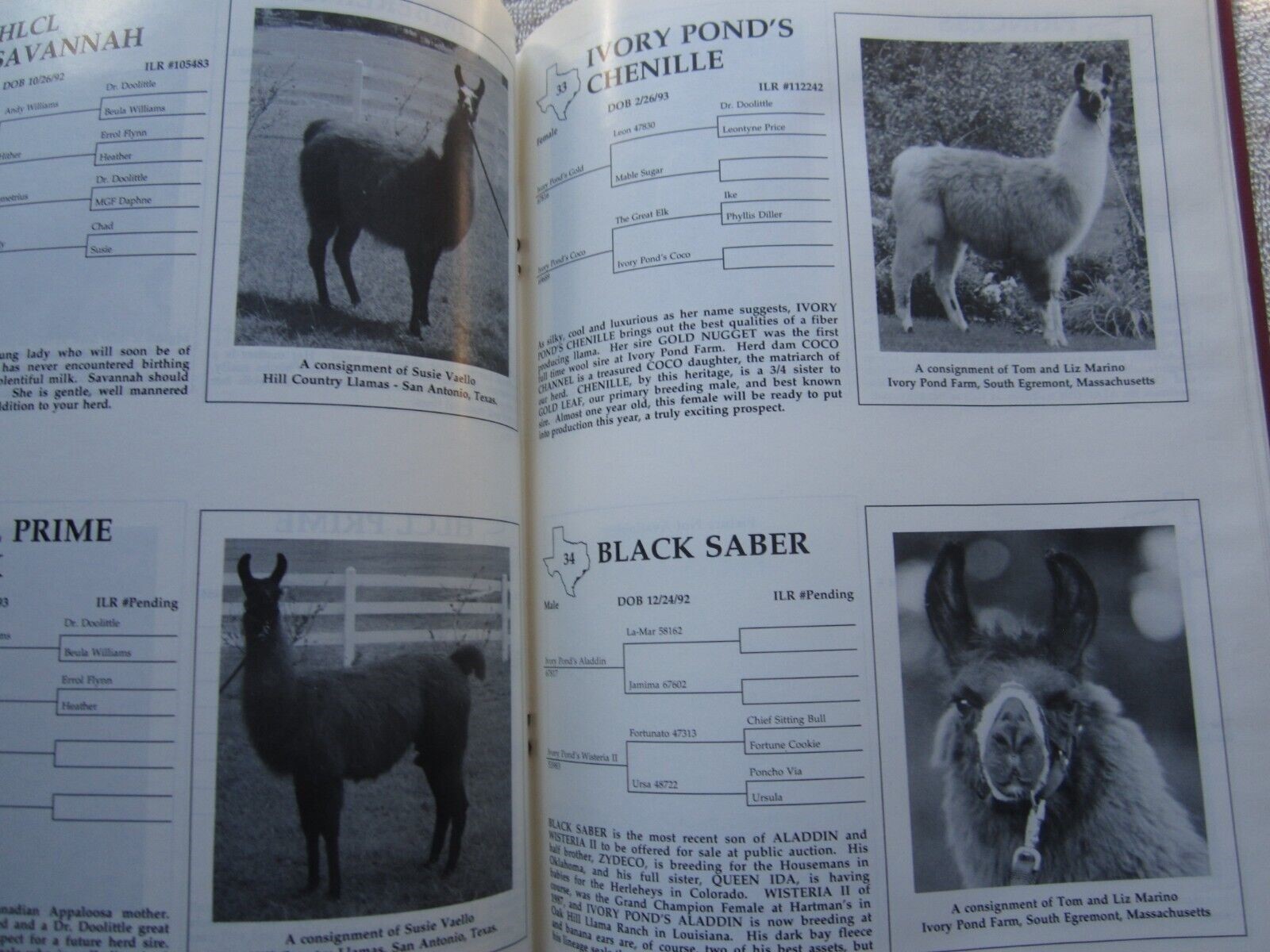 1994 SCLA FORT WORTH TEXAS LLAMA SCHEDULE SALE CATALOG BOOK