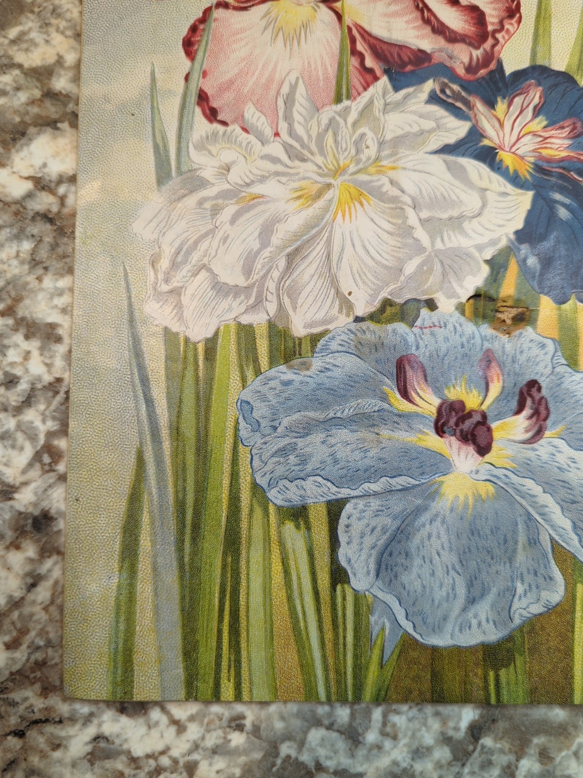 1910 The Woman Florist, Miss Ella V Baines Spring Illustrated Catalogue