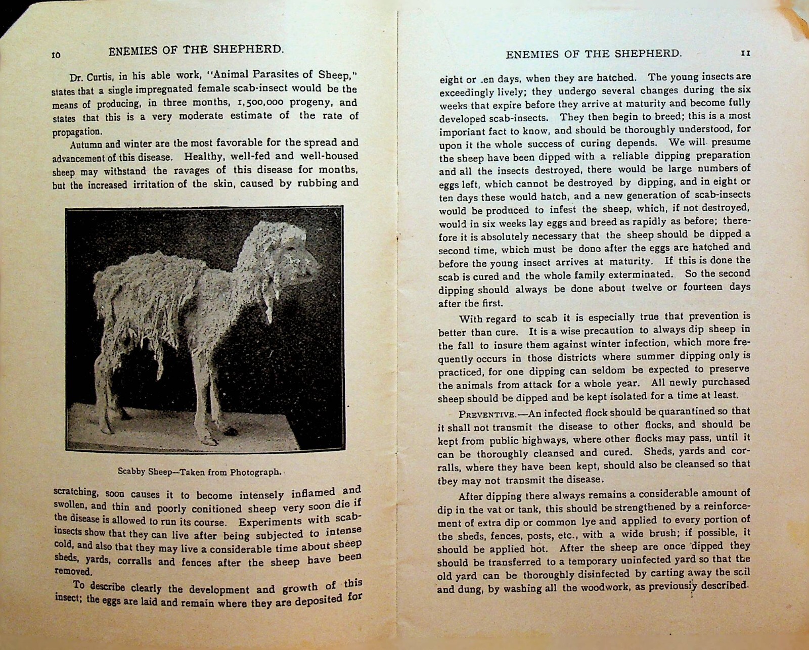 Enemies of the Shepherd Booklet FS Burch 1900s Sheep