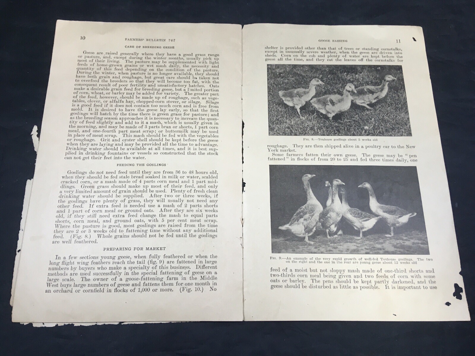 Goose Raising US Department of Agriculture Farmers Bulletin 767