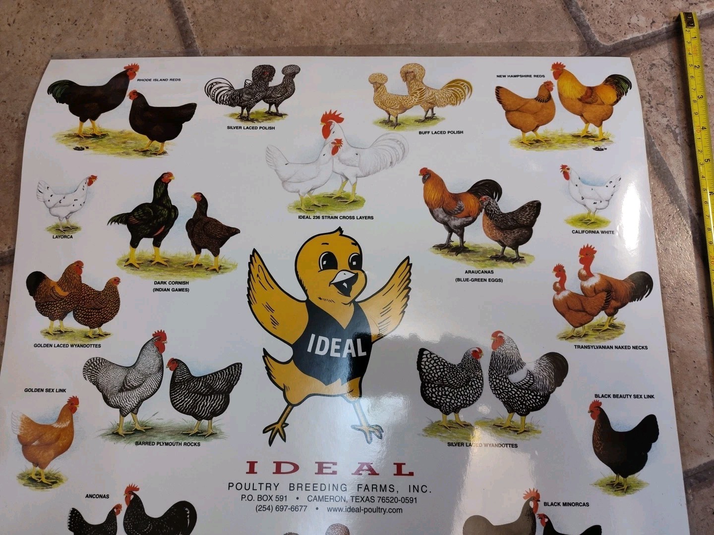 Vintage Ideal Poultry Breeding Farms Selection Chart Poster Sign Bantams 1990