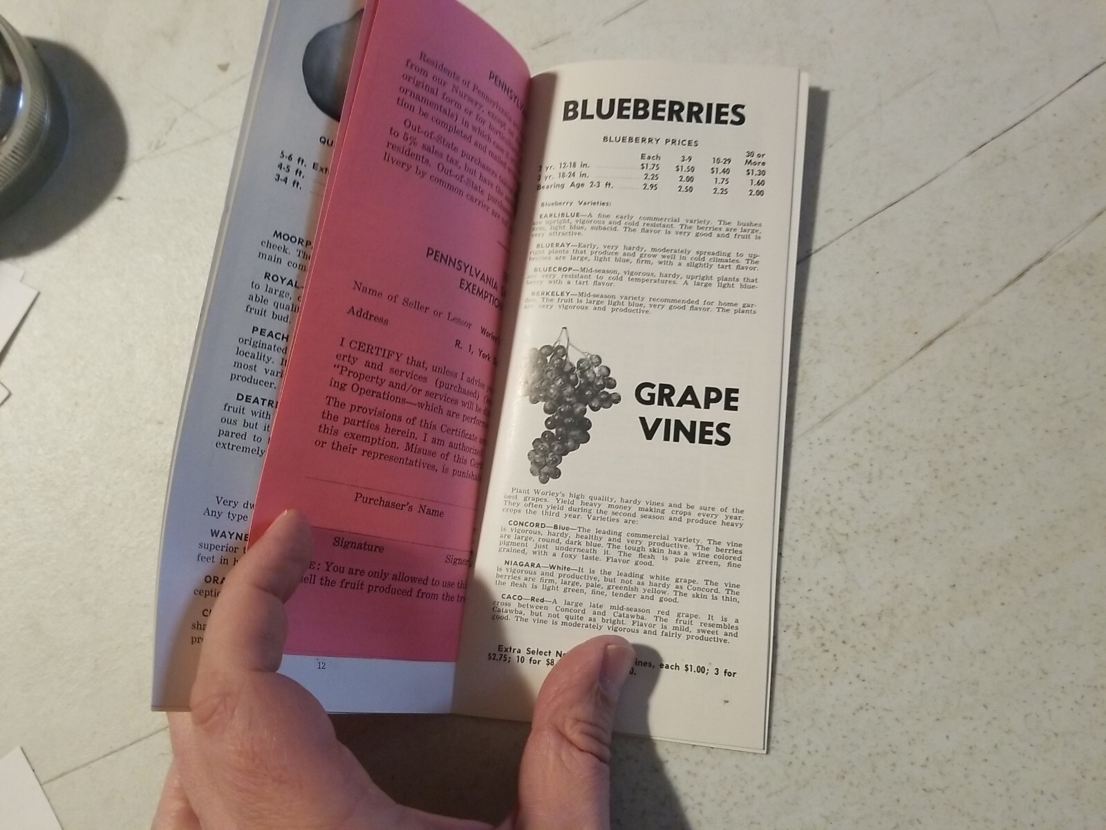 Vintage 1967 Worley’s Nurseries Orchard Fruit Trees Brochure. York Springs,PA