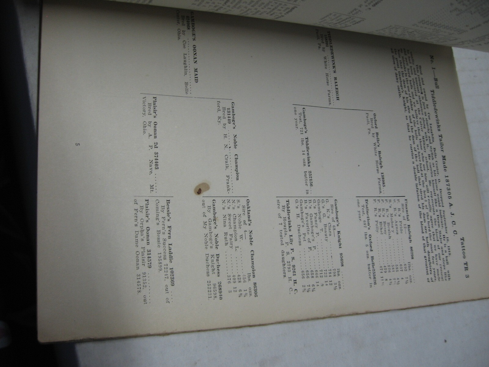 1920 Mr. Coe Laughlin Belle Center Ohio Registered Jersey Cattle Auction Listing