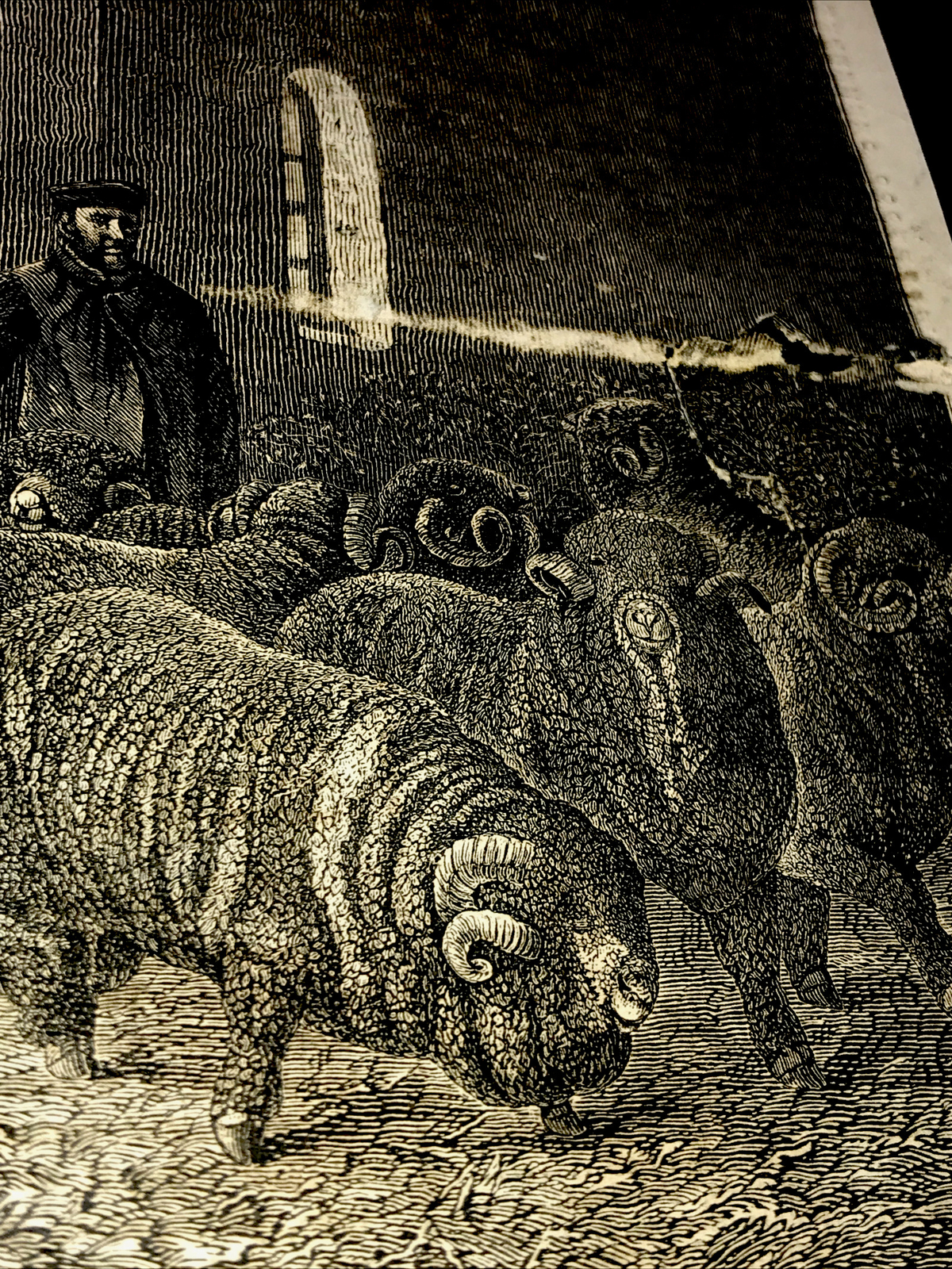 ORIGINAL 1872 Sheep Farm Engraving Advertising 8×12