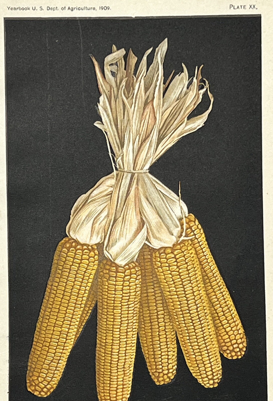 Original C1909 Wisconsin Corn Ears Print,US Dept of Agriculture,Vintage,Old
