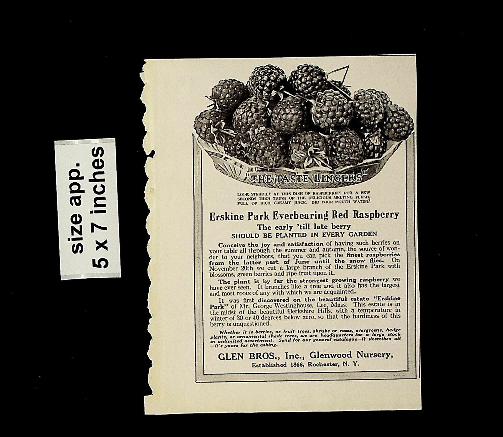 1921 Erskine Park Red Raspberry Glen Bros Rochester NY Vintage Print Ad 14090