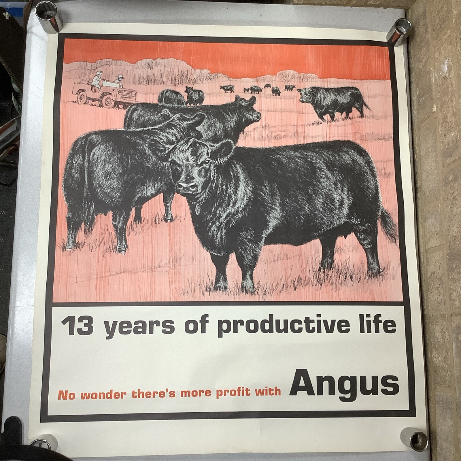 Vintage Angus Cattle Advertising Poster 1950’s 60’s ? Nice Graphics