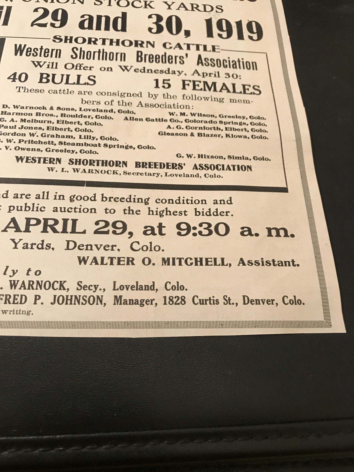 1919 Breeding Cattle Public Sale – Cow – Denver – Colorado