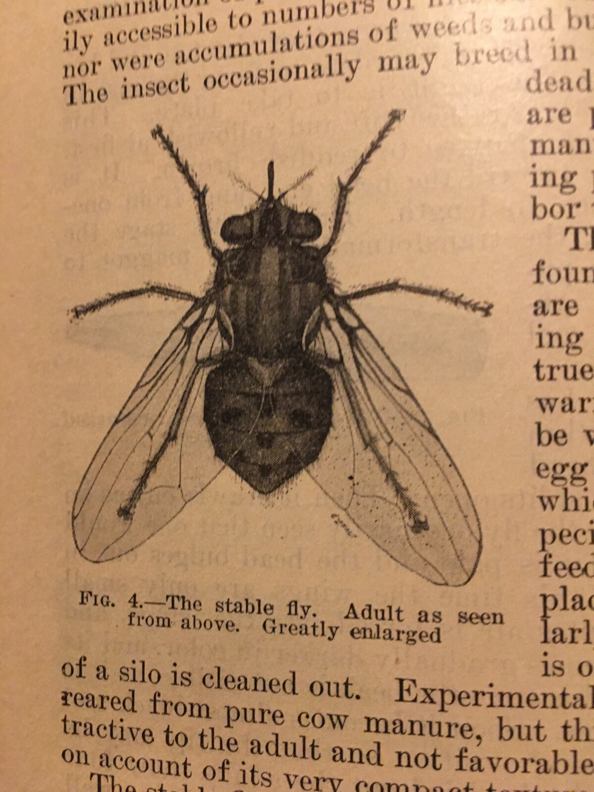 Farmers Bulletin US Dept of Agriculture No 1097 The Stable Fly 1926 prevention