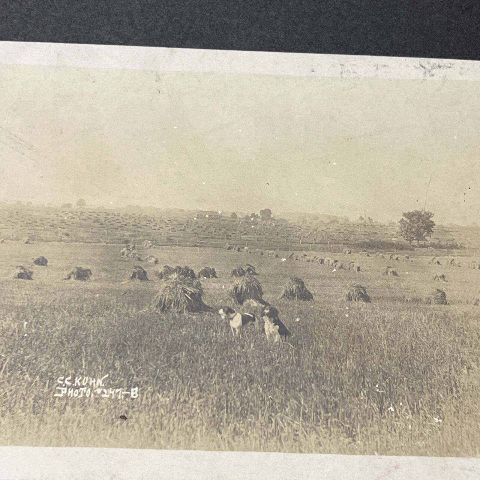 Vintage 1800s Farming Farm Implement Photograph Hayfields & Dogs