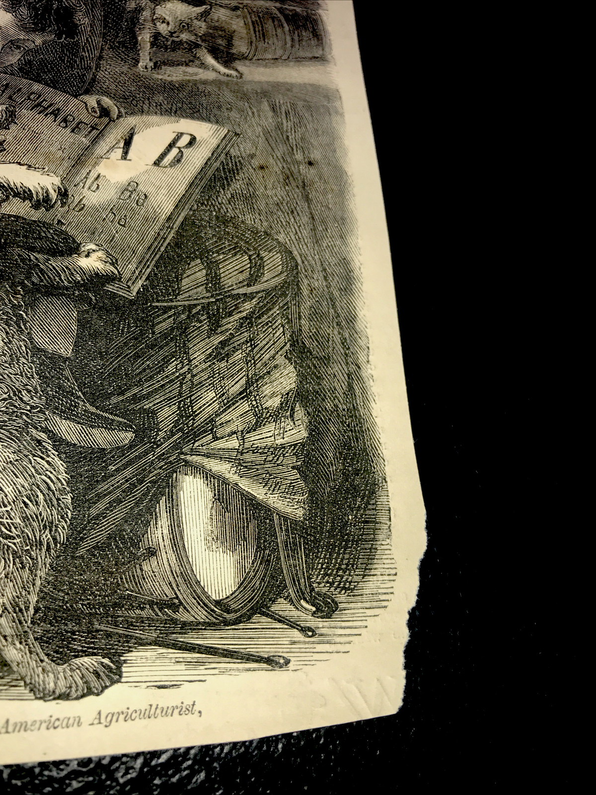ORIGINAL 1872 TEACHING ZIP TO READ Engraving Advertising Dog Cat