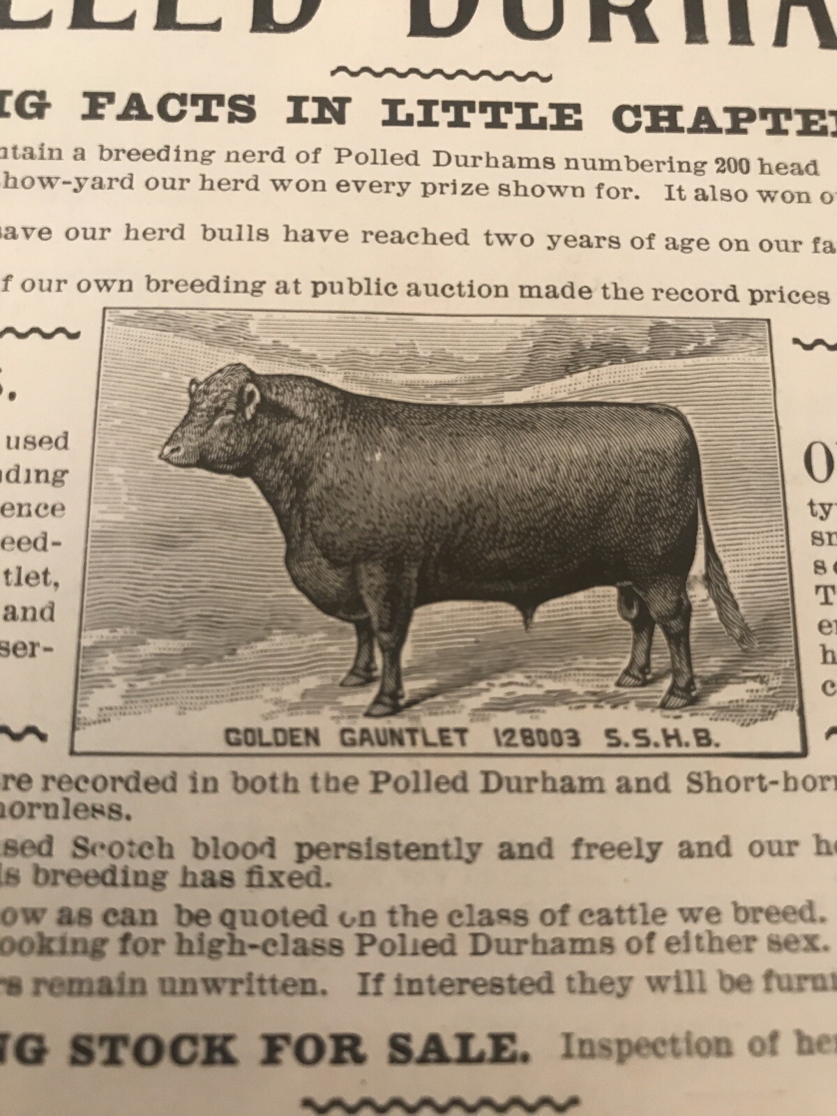 1903 J.H. Miller Cattle Cow Advertising – Peru – Indiana