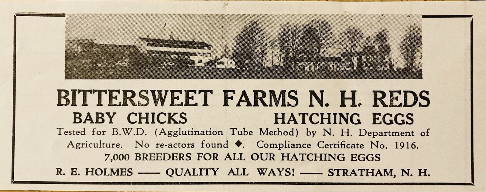 1934 AD.(XH82)~BITTERSWEET FARM, STRATHAM, NH. NEW HAMPSHIRE REDS