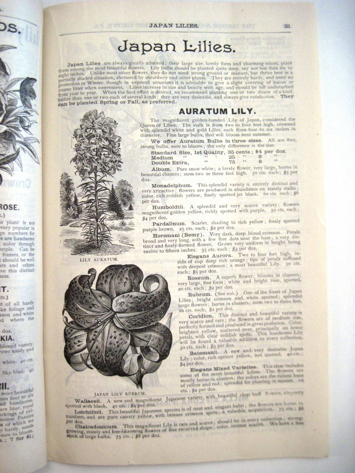 1889 Catalog “New Autumn Guide” for Holland Bulbs, Roses & Lilies & Seeds *