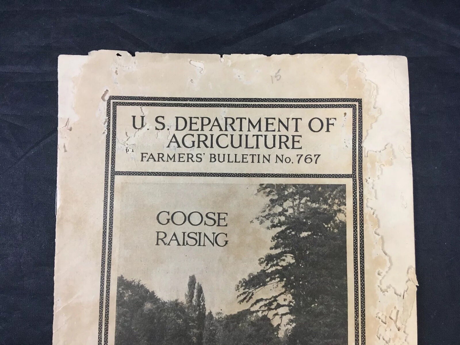 Goose Raising US Department of Agriculture Farmers Bulletin 767