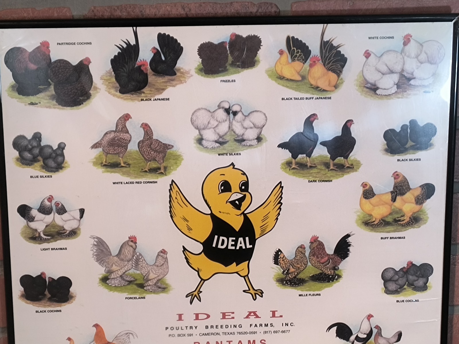 Vintage Ideal Poultry Breeding Farms Selection Chart Poster Sign Bantams 1990