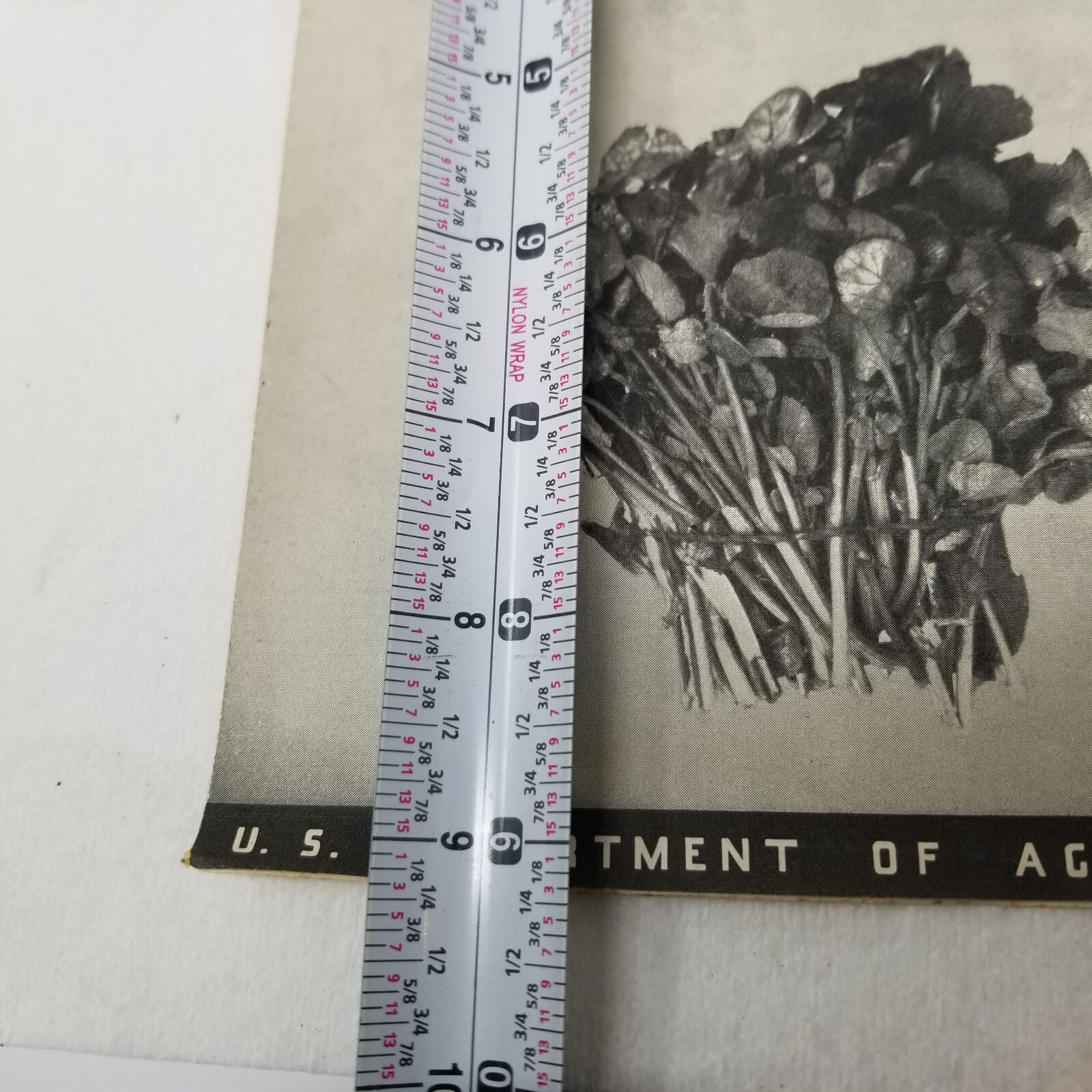 Production of Water Cress 1938 Farmers’ Bulletin Booklet 134 USDA Care Marketing