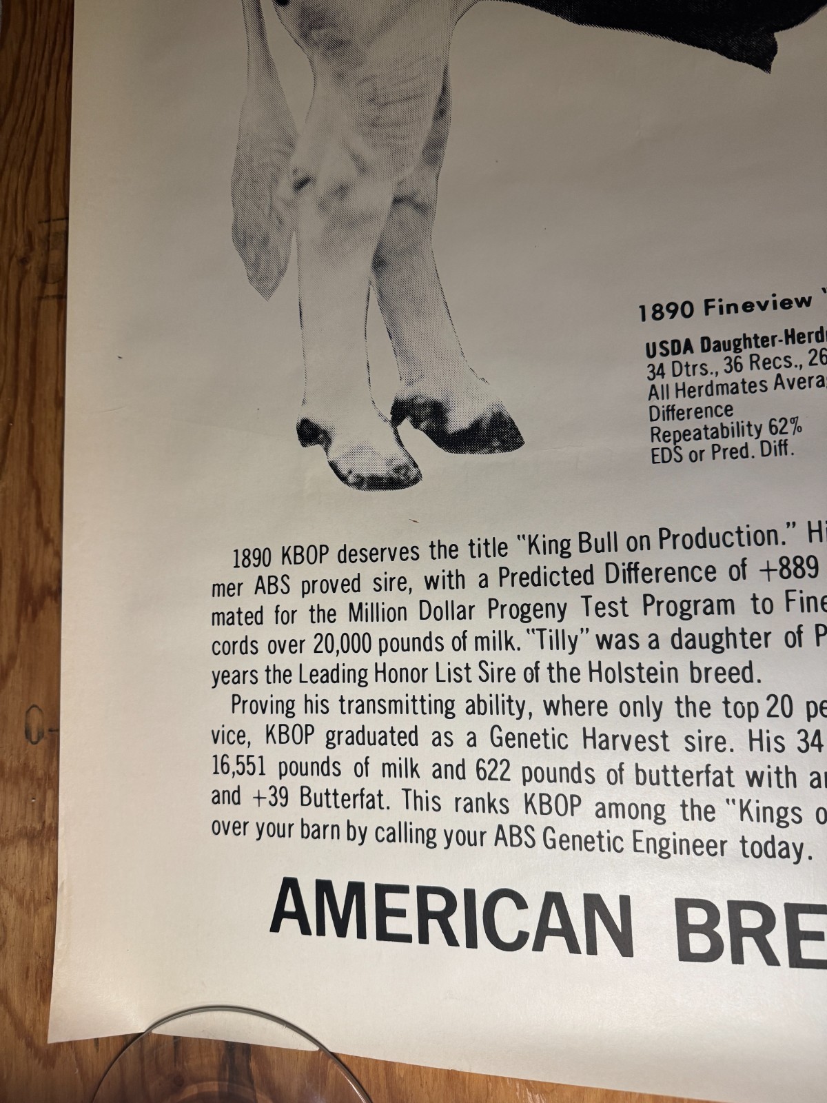 VTG 1970 King Bull on Production “KBOP” ABS American Breeders Service Ad Poster