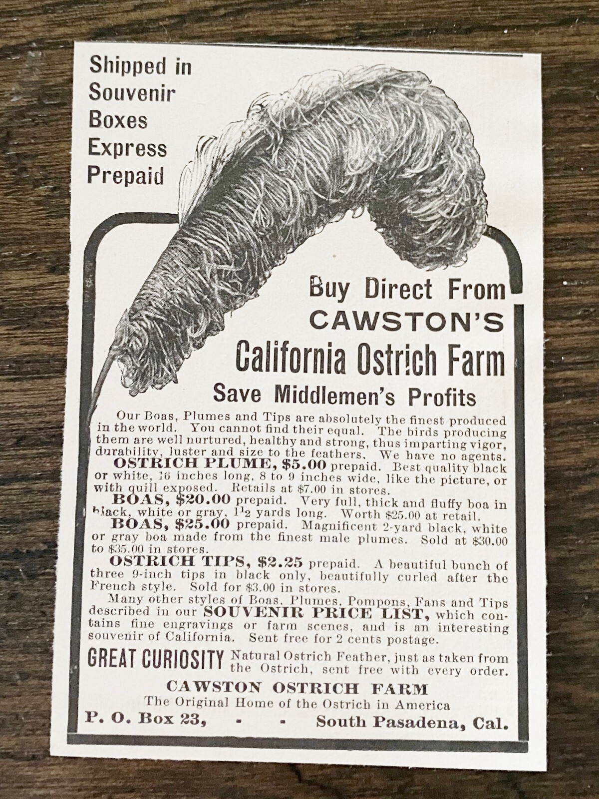CAWSTON’S CALIFORNIA OSTRICH FEATHERS Plume 1903Vtg Print Ad~South Pasadena Farm