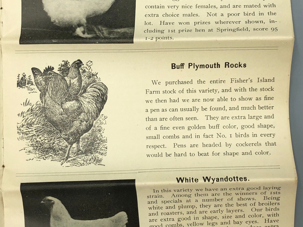1904 Scantic POULTRY FARM Leghorns CHICKEN RI Red Antique Advertising HAMPDEN MA