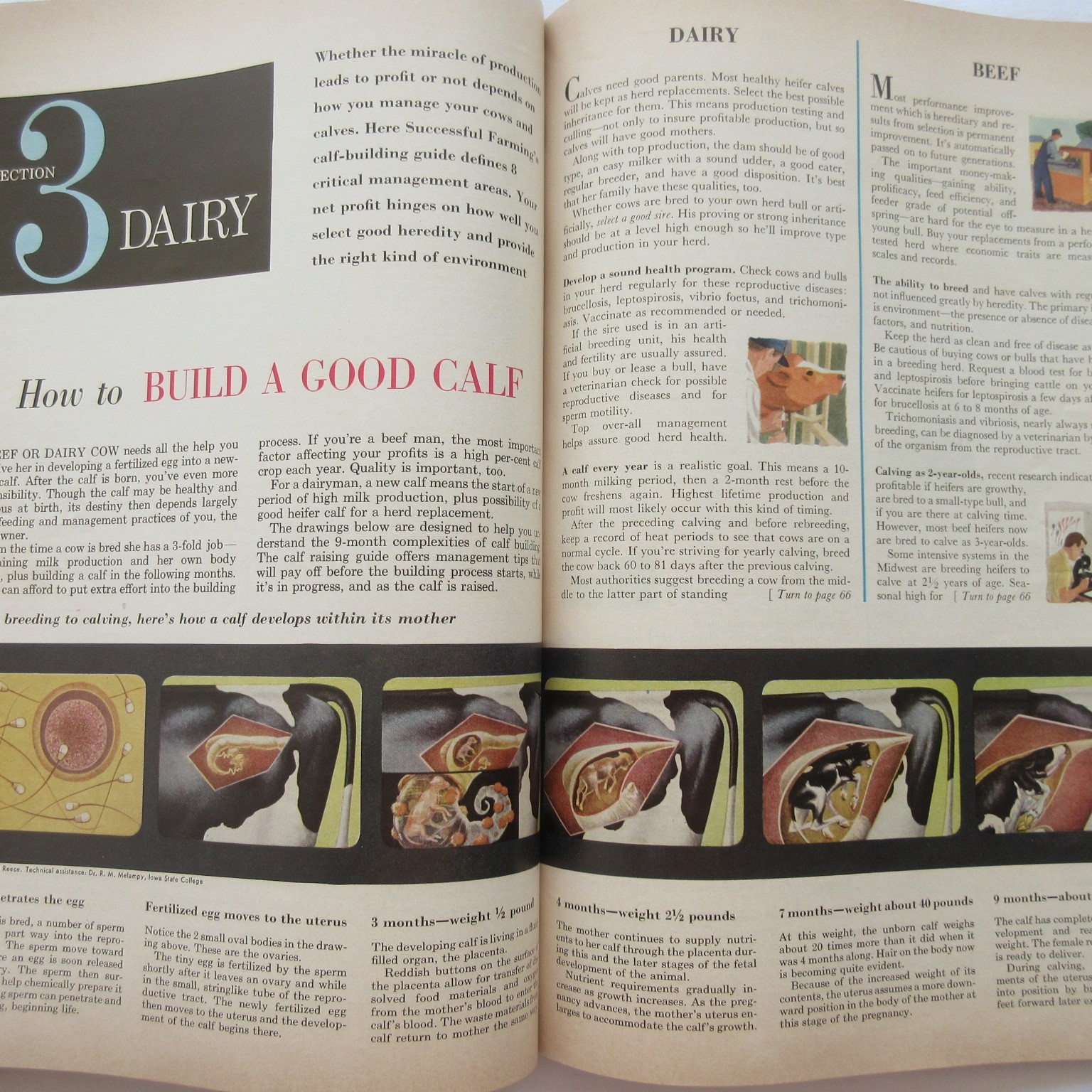 Vintage 1959 Successful Farming’s Livestock Book Beef Hogs Dairy Poultry Sheep