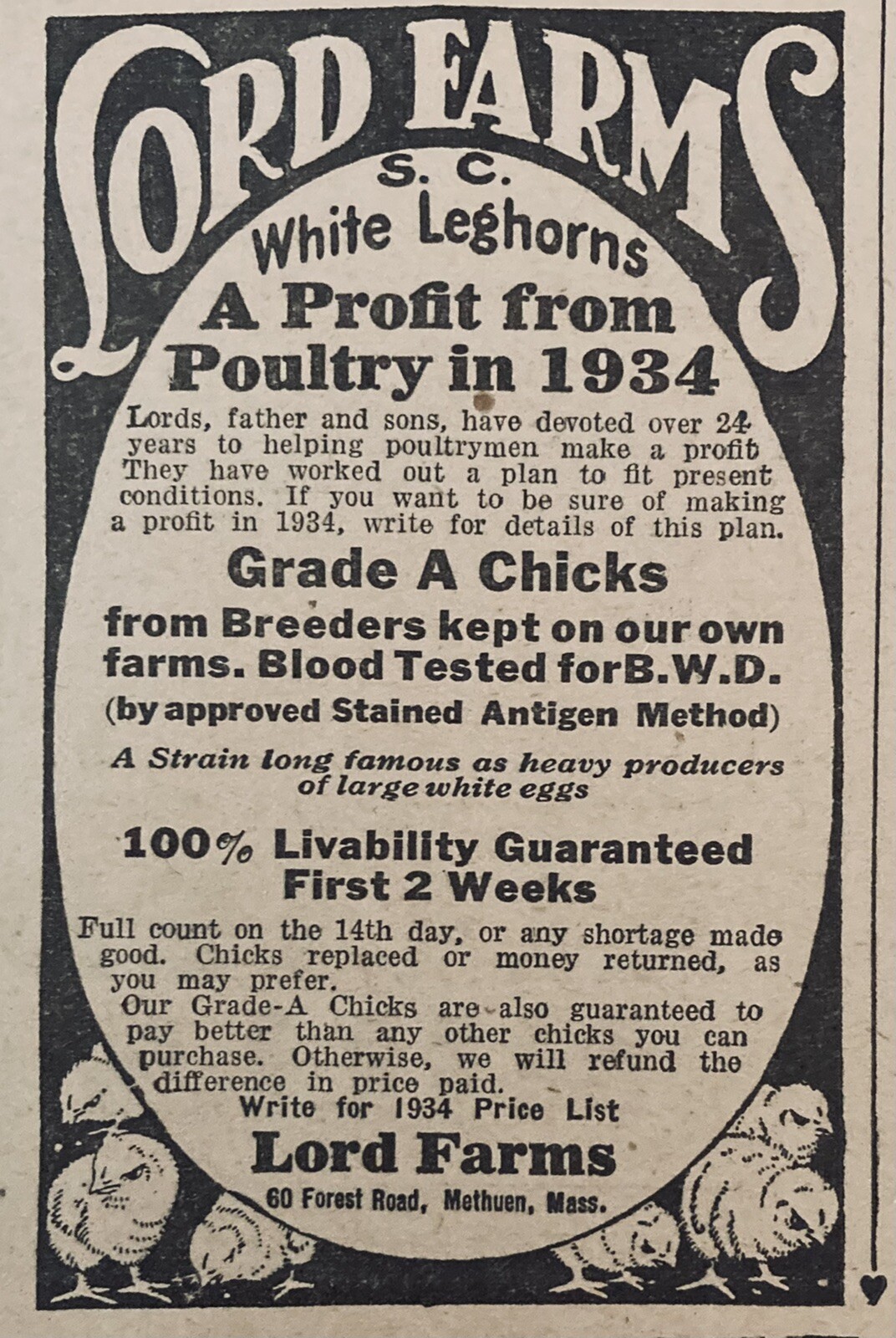 1934 AD.(XH51)~LORD FARMS, FOREST RD. METHUEN, MASS. WHITE LEGHORN CHICKS